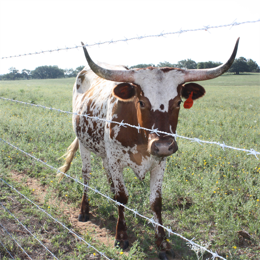 Barbed Wire