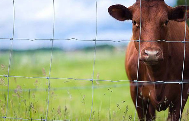 Farm Fence